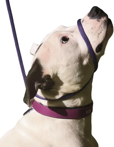 Vista 4 de Not So Fast Rover - Correa para perro sin tirones, para cabeza o cuello, talla única, para todos los perros, figura 8 con broche de seguridad (negro)