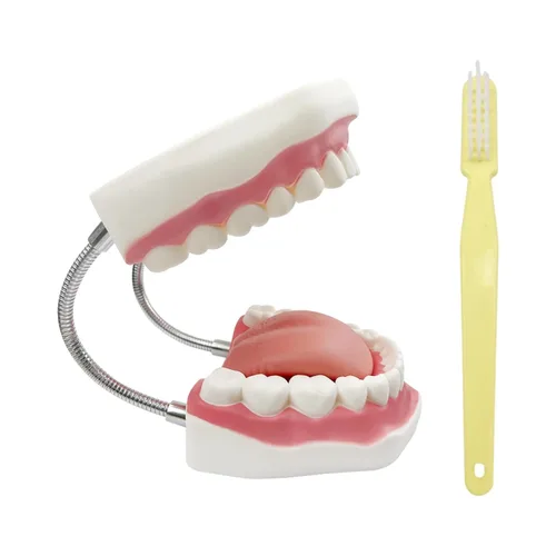 Vista 16 de Modelo de 28 dientes Typodont desmontables, modelo de dientes dentales modelo de enseñanza con goma suave para practicar y estudiar, con un