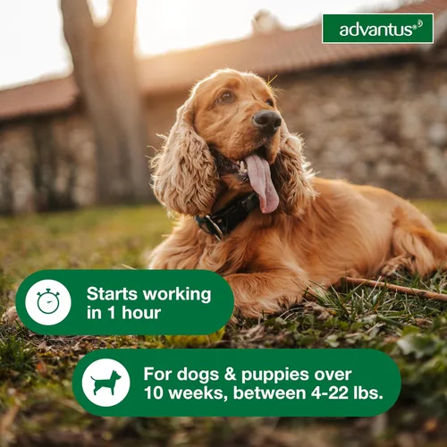 Vista 5 de Advantus Tratamiento oral antipulgas de acción rápida para perros, masticables suaves para perros de 4 - 22 lbs. 7 unidades.