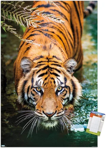 Vista 17 de Trends International Tiger - Póster de pared de agua, 14.725 x 22.375 pulgadas, versión enmarcada de madera de granero Versión enmarcada Barnwood