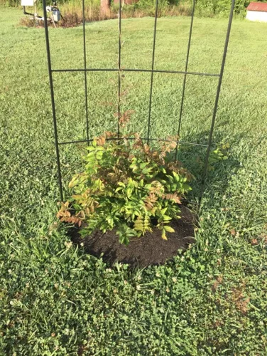 Vista 3 de Rocky Mountain - Anillo de mantillo de árbol de 30 pulgadas para evitar malas hierbas, goma reciclada resistente, seguro para cortacésped,