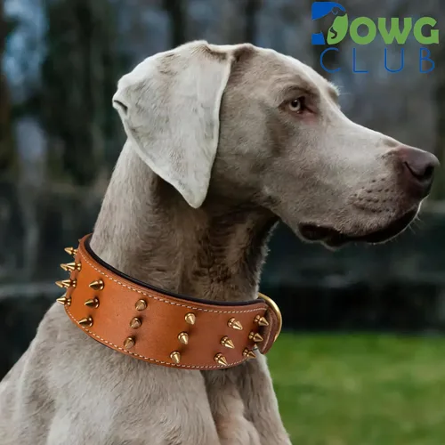 Vista 7 de Collar de perro de cuero con pinchos, cuero bridle de grano completo de 2 pulgadas de ancho, resistente, acolchado y ajustable, para razas grandes