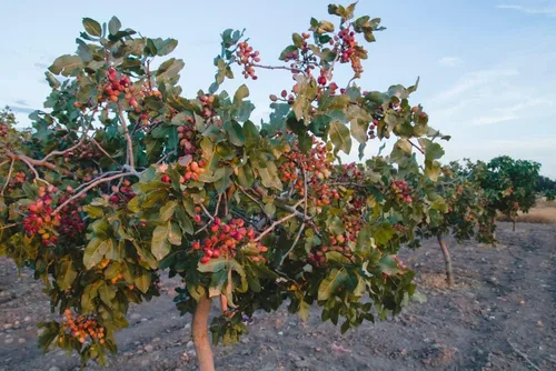 Vista 2 de 10 semillas de pistacho para plantar - Pistacia Vera