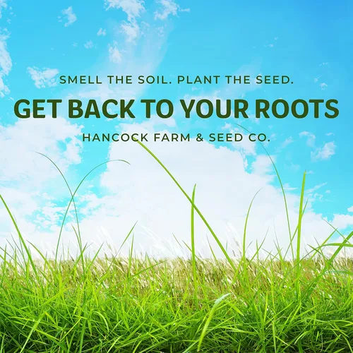 Vista 7 de Hancock - Semillas de parcela de alimentos de otoño e invierno para ciervos y caza, alta proteína, mezcla de germinación rápida, bolsa de 40 libras