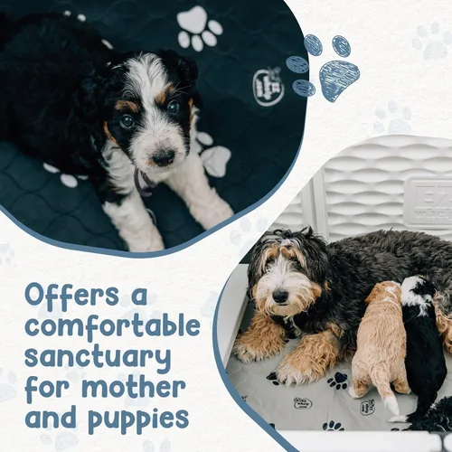 Vista 4 de EZwhelp - EZclassic - Caja de parto de 38 x 38 x 28 pulgadas, la elección confiable para criadores - Duradera, personalizable y portátil.