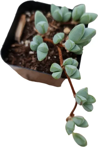 Vista 10 de Plantas de cactus suculentas vivas raras (cotiledón en maceta de 2 pulgadas 'Choco Line')