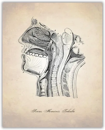 Sinus Diagram, Human Anatomy Art Print, Human Anatomy Print, Cross Section of Face, Human Anatomy Art Print, Face, Head Art Print, Sinus Cavity,