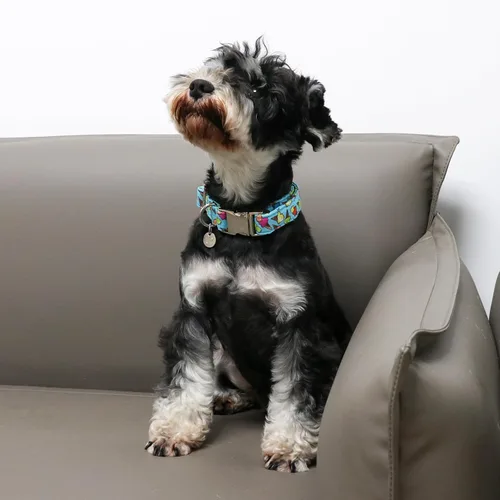 Vista 4 de Collar de algodón para perro de verano con hebilla de metal, collar de regalo para niñas o niños pequeños, medianos y grandes, lindos collares