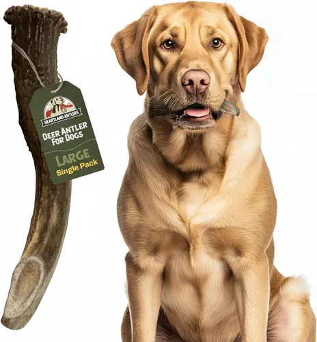 Vista 11 de Heartland - Astas de ciervo para perros - Masticables diarios para el cuidado dental para masticadores agresivos para reducir la placa y prevenir