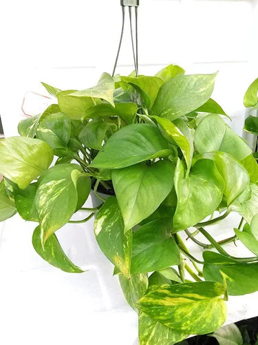 Golden Devil's Ivy - Pothos - Maceta colgante de 8 pulgadas - Muy fácil de cultivar única de Jmbamboo