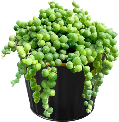 Sprout N Green 4" String of Pearls with Black Metal Pot, Live Trailing Succulent House Plant for Home Office Wedding Hanging Decoration, DIY