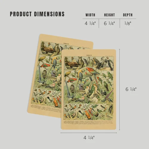 Vista 4 de Lantern Press Pájaros, A, estantería vintage, obras de arte Adolphe Millot