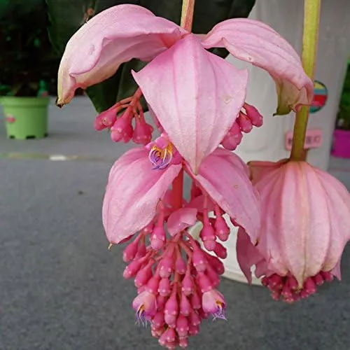 Vista 3 de Nuevas semillas frescas de plantas de medinilla rosa 50pcs Generic