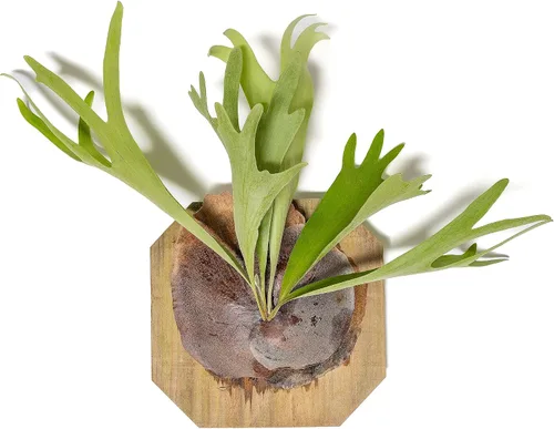Air Plant Shop Helecho cuerno de ciervo montado en una tabla de cedro - al por mayor y a granel - Live Platycerium bifurcatum - Plantas de interior
