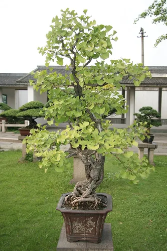 Vista 5 de Árbol Bonsai Árbol de Ginkgo Kit de cultivo de semillas The Jonsteen Company