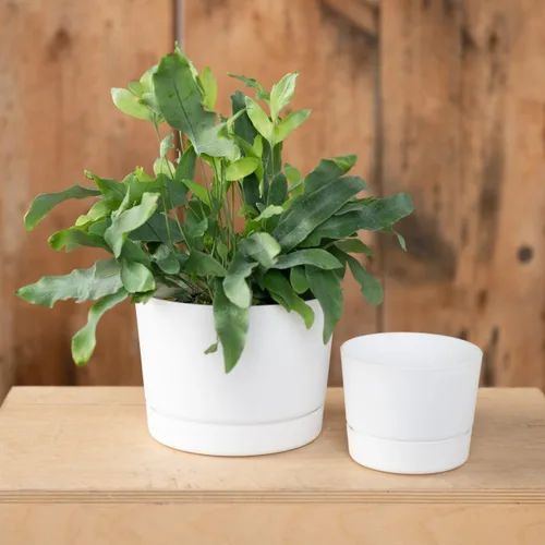 Vista 3 de Root & Vessel Majestic Mid-Century - Maceta cilíndrica moderna de perfil bajo, color blanco mate, 8.5 pulgadas
