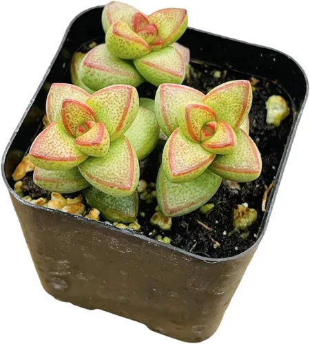 Vista 28 de Plantas de cactus suculentas vivas (2 pulgadas Opuntia Microdasy Golden Swirl Monstrose)