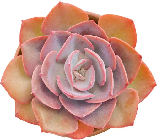 Vista 19 de Suculentas vivas Aeonium 'Mbach' (10 cm), plantas suculentas completamente enraizadas en macetas con tierra, planta de interior de fácil cuidado