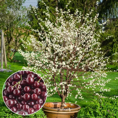 GURNEY'S - Cerezo enano Romeo – Produce fruta grande, dulce y jugosa - Se envía como un Jumbo desnudo - Debido a restricciones estatales no se puede