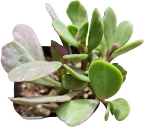 Vista 6 de Plantas de cactus suculentas vivas de USKC (pata de oso de cotiledón tomentosa de 2 pulgadas)