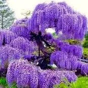 Hermosa planta de árbol de glicina de luna azul, planta en maceta de 12 a 24 pulgadas de alto, flores fragantes, semillas, bulbos, plantas y más,