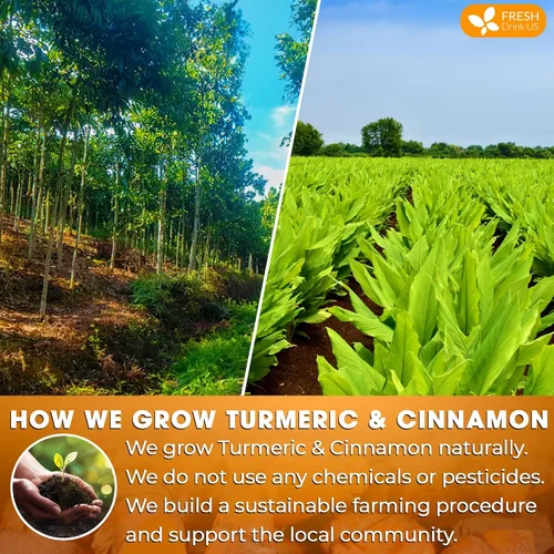 Vista 133 de FreshDrinkUS, 135 bolsas de té de jengibre y cúrcuma premium, ingredientes 100% naturales, mezcla hecha a mano de té de hierbas de cúrcuma