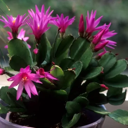Vista 2 de Planta de cactus de Pascua rosa oscuro, 4 a 6 pulgadas, plantas de cactus de Pascua de primavera, planta suculenta interior jardín