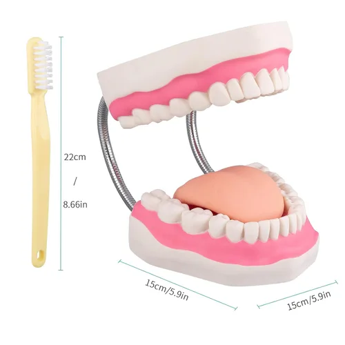 Vista 5 de Modelo de boca para terapia del habla - 6 veces modelos de dientes de higiene dental modelo dental con lengua móvil y cepillo de dientes