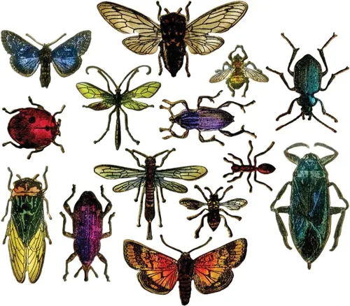 Vista 2 de Sizzix Framelits - Juego de troqueles para entomología de Tim Holtz (paquete de 14), multicolor