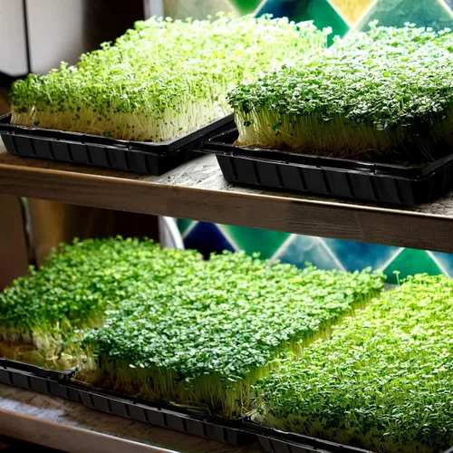 Vista 7 de Yinder 20 bandejas de inicio de semillas de plantas, 1020 bandejas sin agujeros y células, bandejas de enchufe con 100 etiquetas, bandejas