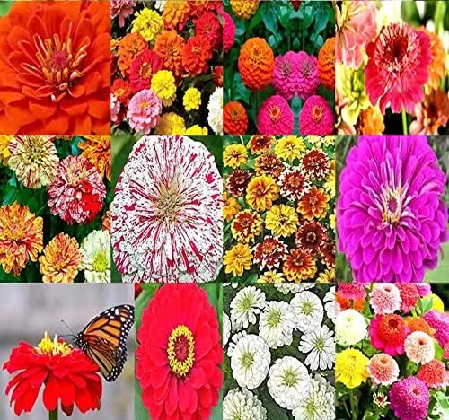 Zinnia elegans (Zinnia Rainbow Mix) Semillas de flores de MySeeds.Co, elige la cantidad (paquete grande (2000 semillas))
