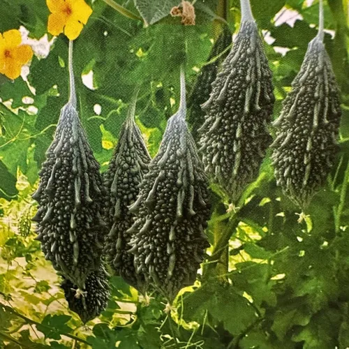 Bitter Gourd Super King Hybrid Seeds – Premium Bitter Melon/Karela Seeds for Planting, High-Yield Dark Green Fruits, Great for Trellis, Raised Beds