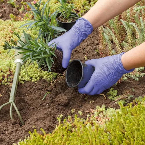 Vista 7 de Guantes Médicos Desechables Biodegradables Pequeños - 150 Unidades - Guantes de Nitrilo Azul Violeta - Guantes de Examen Médico Sin Polvo y Sin