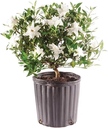 Brussel”s Bonsai - Árbol bonsai de Gardenia viva para exteriores