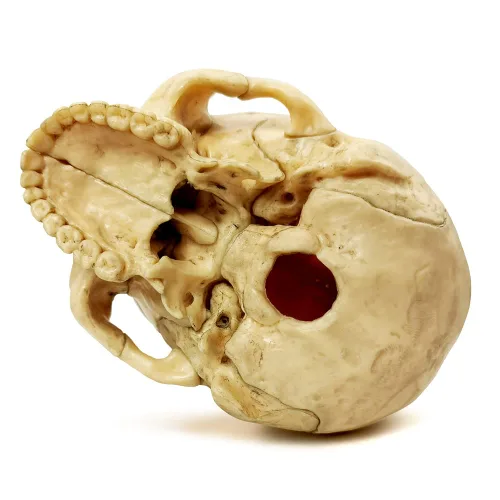 Vista 4 de Modelo de cráneo explosionado de anatomía,Modelo médico humano del cráneo de la clínica dentalEquipo de enseñanza,Aprendizaje de enseñanza médica