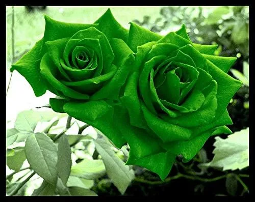 Vista 10 de Generic Semillas frescas de flores de rosas para plantar rosa bebé 100 piezas