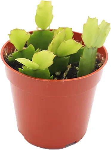 Vista 10 de Cactus Zig Zag - 4" de California Tropicals