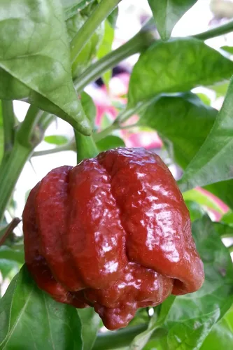 Chocolate Moruga Scorpion 10+ Semillas