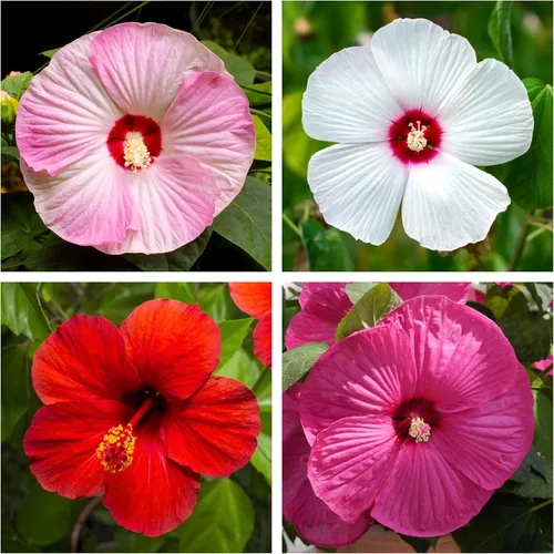 25 Mixed Luna Hibiscus Moscheutos Hardy Mixed Colors - Red, Hot Pink, Pink & White Swirl, and White Flower Seeds