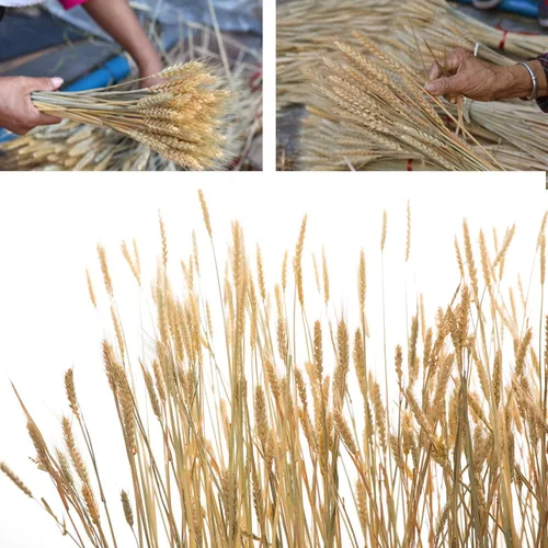 Vista 3 de Paquete de 100 tallos de trigo seco natural para decoración del hogar, manualidades