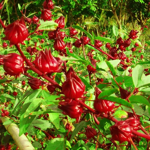 Vista 2 de 50 semillas de roselle rojo, semillas de hibisco sabdariffa, semillas de acedera jamaicana, semillas de arándano de Florida, semillas de roselle
