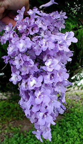 Vista 3 de Jacaranda mimosifolia, Azul Rare Árbol de floración flamboyan Delonix semillas 10semillas