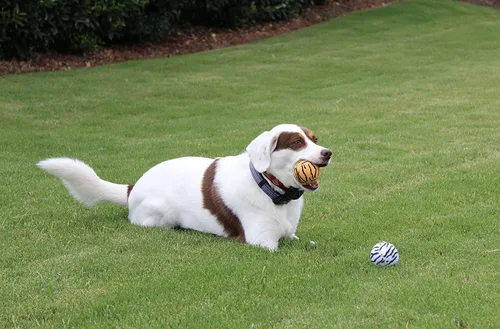 Vista 6 de Unique Sports Dog Fetch Squeaker Balls Animal Prints 18 Pack