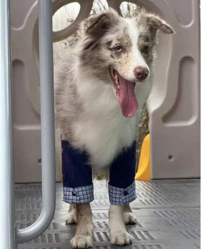 Vista 2 de Coderas de perro de estilo formal, rodilleras delanteras para perros grandes, protección contra heridas y soporte antilamer para piernas o Azul