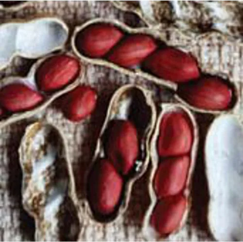 Semillas de cacahuetes españoles tempranos (más de 20 semillas) | Sin OGM | Semillas de flores de hierbas y frutas vegetales para plantar | Paquete