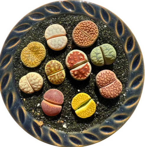 Live Lithops - Plantas suculentas, 10 unidades, variedad colorida de arcoíris, selección aleatoria, raíz desnuda sin maceta y tierra, decoración de
